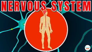 Central Nervous System vs Peripheral Nervous System  CNS amp PNS Structure and Function [upl. by Fremont]