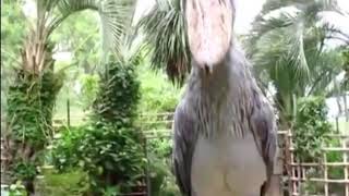 Shoebill stork sound [upl. by Diarmit]