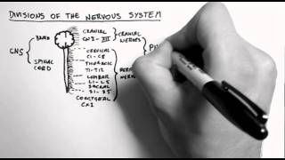 Structure of the nervous system  Organ Systems  MCAT  Khan Academy [upl. by Caniff120]