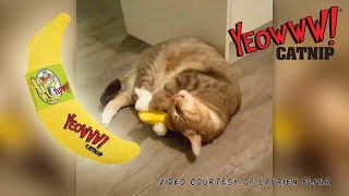 Yeowww Cat Nuzzling a Banana [upl. by Naic]