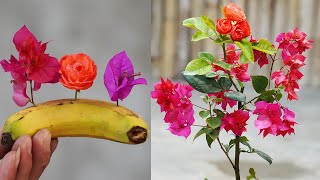 How I Grow Roses And Confetti 2 In 1  Grow Roses At Home [upl. by Elbon]