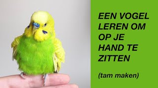 Een Vogel Tam Maken Leren Om Op Je Hand Te Zitten  parkiet papegaai [upl. by Yelak]