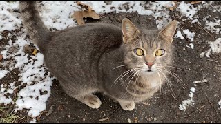 Wonderful stray gray tabby cat with cute eyes  Cats Around Us [upl. by Ahsilram79]