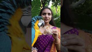 Macaw Parrot Eats Puthareku Sweet [upl. by Pulling]