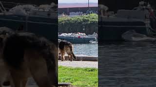 Collie enjoys the seawall [upl. by Susie675]