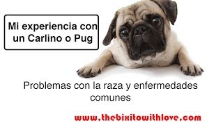 MI EXPERIENCIA CON Un Carlino o Pug [upl. by Yllil869]