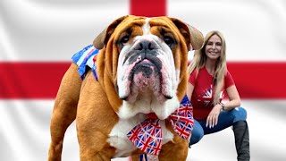 THE ENGLISH BULLDOG  BULL FIGHTER to BRITISH ICON [upl. by Aelsel]