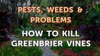 How to Kill Greenbrier Vines [upl. by Ateloj31]