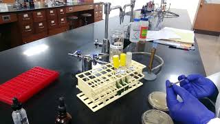 Citrate Test Procedure [upl. by Raynor790]