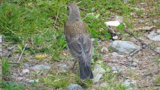 quotWacholderdrossel Turdus pilarisquot eine Bilderschau von Karin und Wolfgang Schmökel [upl. by Davon754]