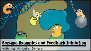 Enzyme Examples CofactorsCoenzymes Inhibitors and Feedback Inhibition [upl. by Anaynek921]