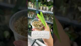 Pack an order with me  Dioscorea sp Borneo packanorderwithme tutorial plantchores houseplants [upl. by Erehc]