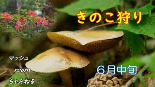 【キノコ狩り 2024年2】林道に 木イチゴ や 山つつじ が咲くころ🍄 アミタケ 見つけた 撮影日6月15日 [upl. by Alegnad]