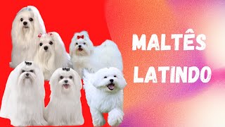 CACHORRO MALTÊS LATINDO 🐾SOM DE CACHORRO 🐾 BAKING MALTESE DOG 🐾 [upl. by Winifred]