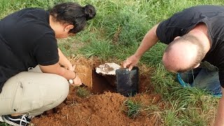 Broadshelled turtle Chelodina expansa nest chamber plaster casting [upl. by Namien]