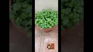 how to grow coriander at home coriander homegrown gardaning planting corianderleaves [upl. by Regen654]