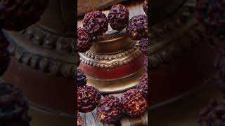 rudraksha benefits ytshorts rashifal today [upl. by Keelia498]