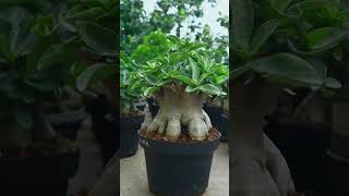 The Bonsai Houseplant Adenium Fertilizer Desert Rose Gardening Flower [upl. by Lantz]