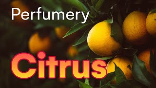 Learning Perfumery Citrus Perfume Raw Materials [upl. by Aesoh]