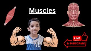 Muscles  What are tendons  Types of muscles human muscles science voluntary involuntary [upl. by Yuu]