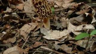 Morel Mushroom Life Cycle growth Time Lapse [upl. by Ecirbaf9]