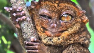 True Facts About The Tarsier [upl. by Nathan]