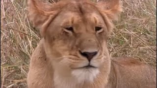 Tamus Four Lion Cubs  Big Cat Diaries  BBC Earth [upl. by Schwerin42]