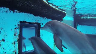 Dolphins How Smart are They Actually  Inside the Animal Mind  BBC Earth [upl. by Tteve]