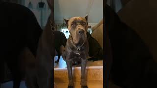 Cane Corso Best Moments [upl. by Airdnassac572]