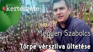 Törpe vérszilva  Prunus x cistena ültetése  Megyeri Szabolcs Kertészet [upl. by Norwood987]