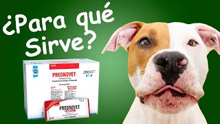 PREDNOVET Antiinflamatorio para PERROS Y GATOS [upl. by Amilah761]