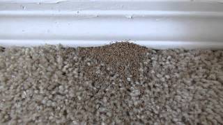 Drywood Termite Inspection  AmeriGuard Pest Defense [upl. by Aurita37]