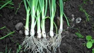 How to Grow Spring Onions from Seed [upl. by Lubeck694]