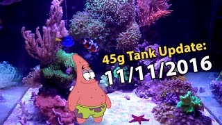 New SPS  Softies  Starfish Selling RBTA 45g Tank  11112016 [upl. by Slaohcin]