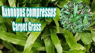 🍃🌿🌱Axonopus Compressus  Carabao Grass  Carpet Grass [upl. by Aihseyk]