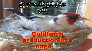 تزاوج طائر الحسون في اقفاص 🐦Processus de production de chardonneret dans une cage🐦 [upl. by Biddick696]