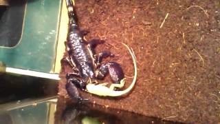 Scorpion VS Lizard [upl. by Hermia671]