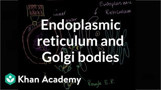 Endoplasmic reticulum and Golgi bodies  Biology  Khan Academy [upl. by Aicelaf297]