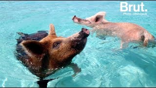 Une île aux Bahamas peuplée de cochons sauvages [upl. by Henryson]