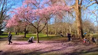 CHERRY BLOSSOM LONDON SAKURA LONDON ROYAL PARK RICHMOND STUNNING LONDON PARK SPRING IN LONDON [upl. by Esinart22]