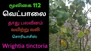 வெட்பாலை மூலிகைவெப்பாலைWrightia tinctoriavetpalai herbal tree [upl. by Illek]