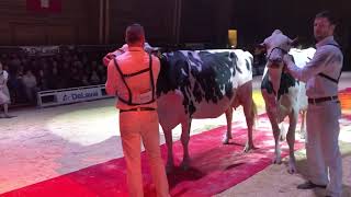 Champion Holstein an der Expo Bulle 2019 [upl. by Shir]