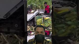 Alat Panen Jagung Canggih agriculture cornharvester cornharvesting [upl. by Ettezel]