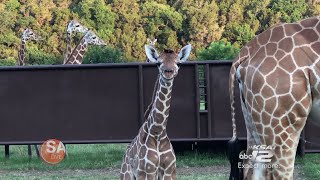 Giraffe Giving Birth  May 30 2018  SA Live  KSAT 12 News [upl. by Yule963]