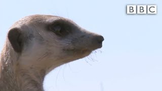 The snakebitten meerkats miraculous recovery  Planet Earth Live  BBC [upl. by Philip]