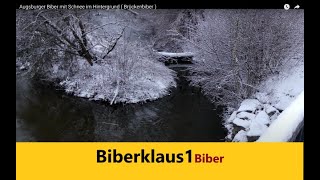 Augsburger Biber mit Schnee im Hintergrund Brückenbiber [upl. by Almeeta]