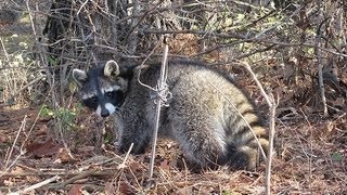 Iowa Trapping 2012 Checking Traps [upl. by Aramen]