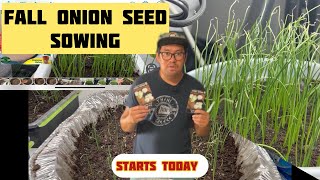 Onion Seeds Sowing Starts Now July 2024 [upl. by Koehler]