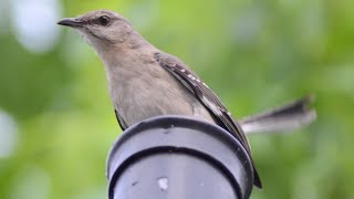 Mockingbird alarm  distress  warning call sound [upl. by Walczak]