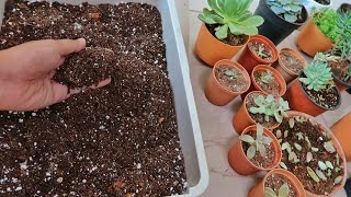 Preparing Succulent Soil at Home 🌵 [upl. by Patrick684]